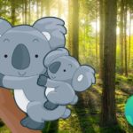 Le nombre de koalas diminue en Australie