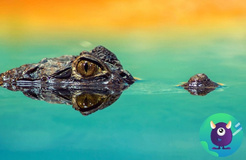 alligator