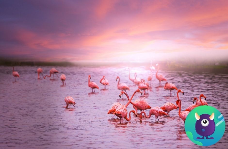 flamingo